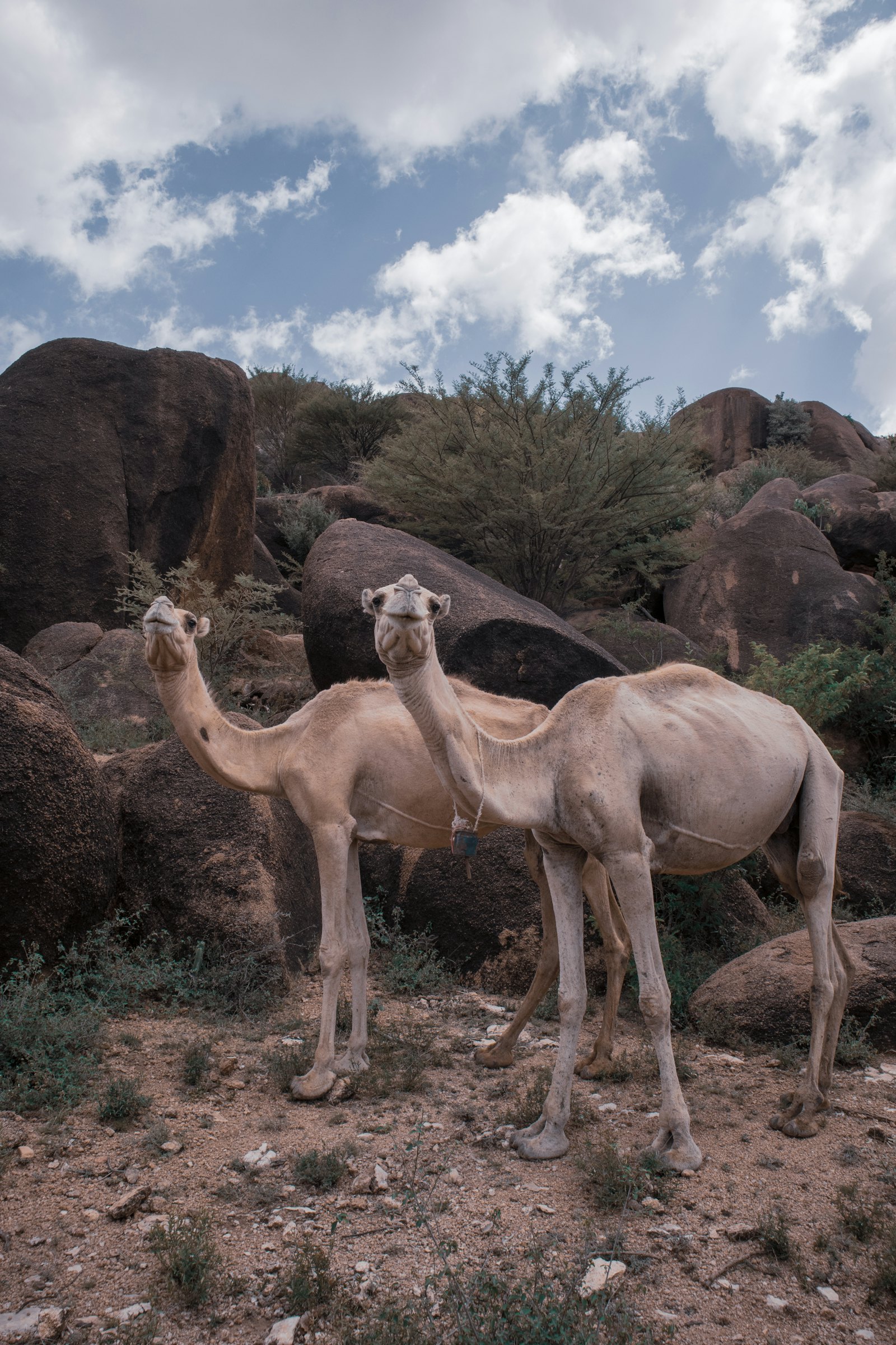 Camels on dry rocky land in Somalia