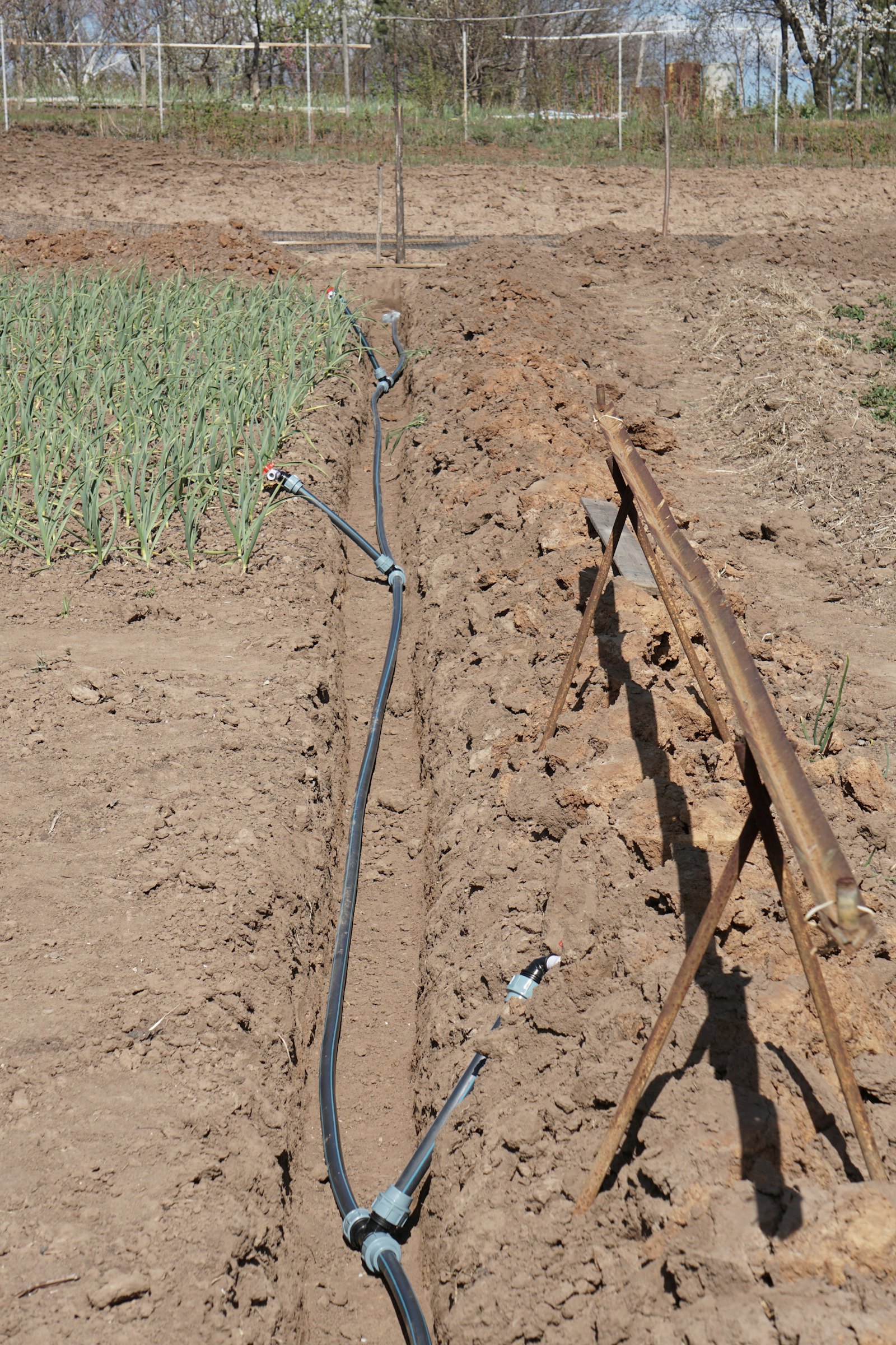 Drip irrigation line in dry sandy soil