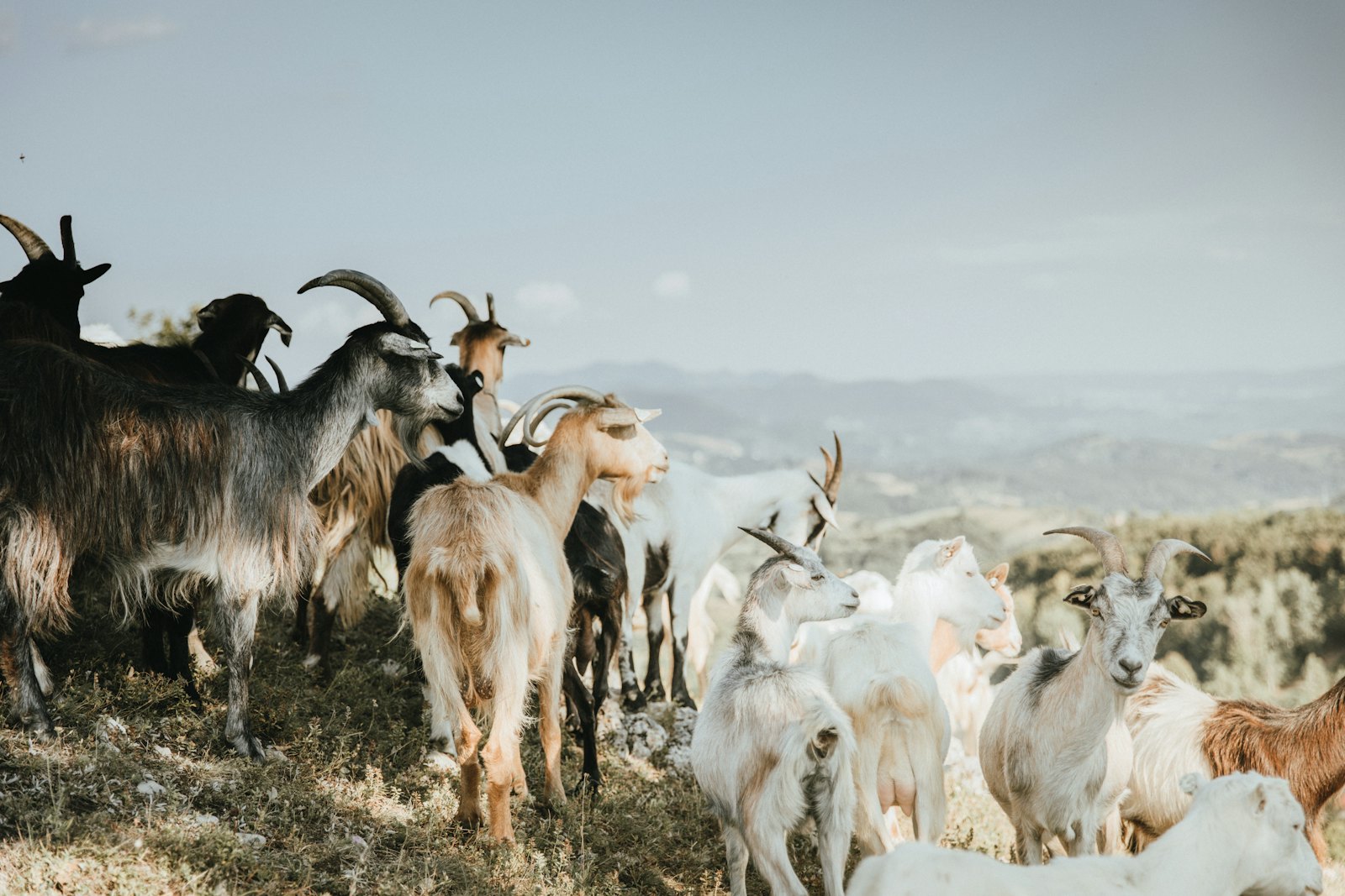 Herd of goats on dry hills