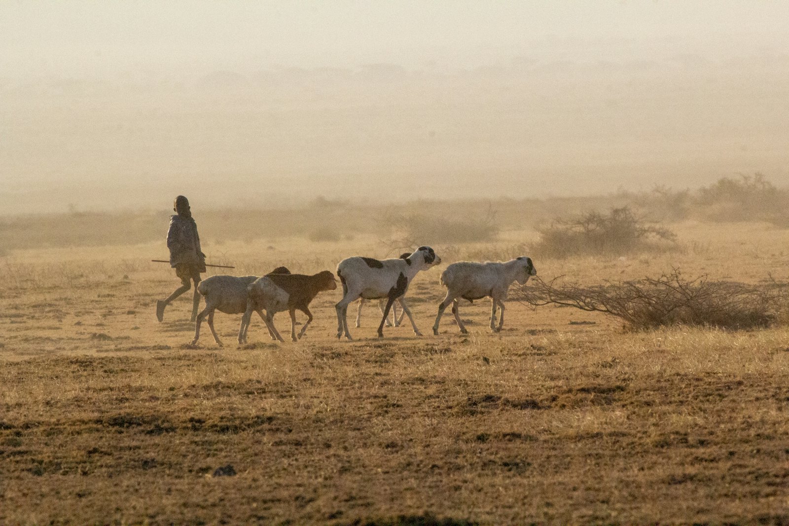 Herder with livestock on dry Somali land
