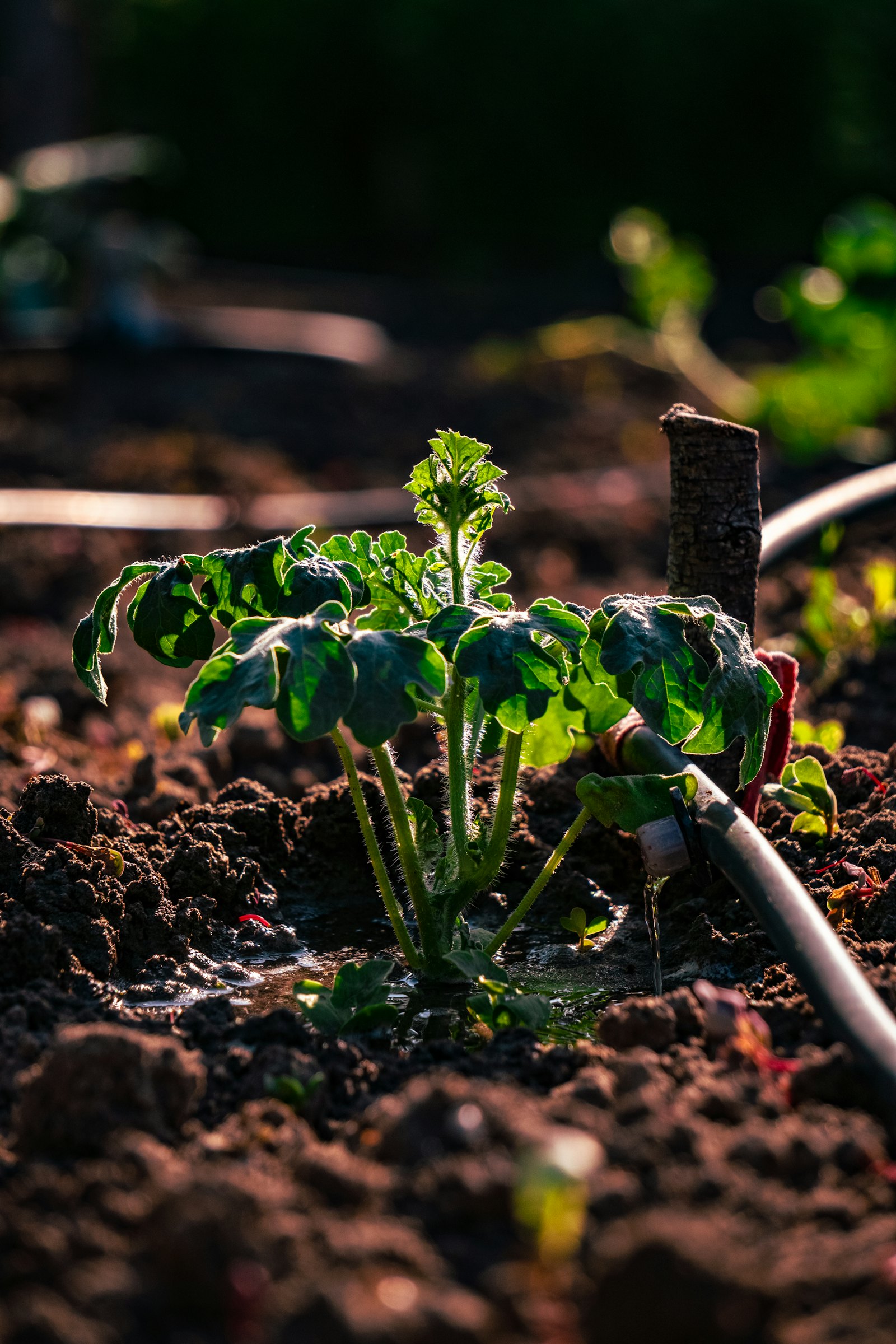 Young crop watered by drip irrigation
