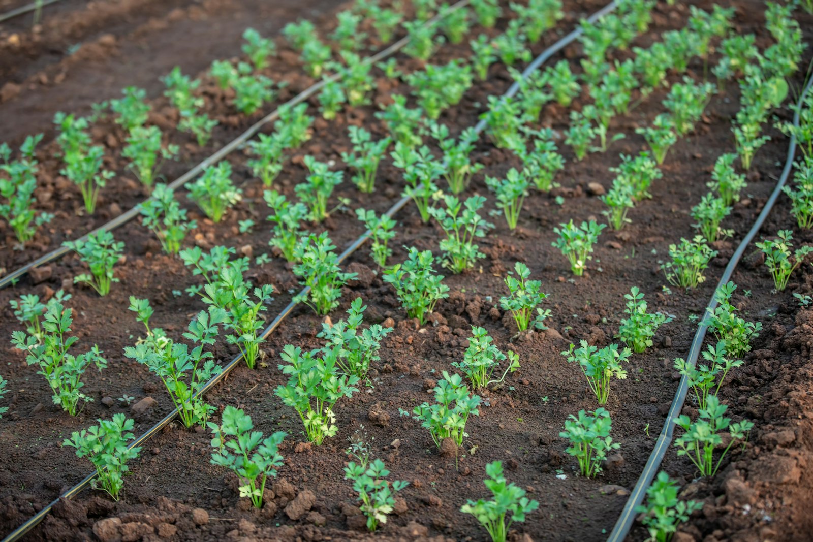 Rows of young seedlings